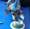 Let There Be Cake for NYC's Oldest Dog